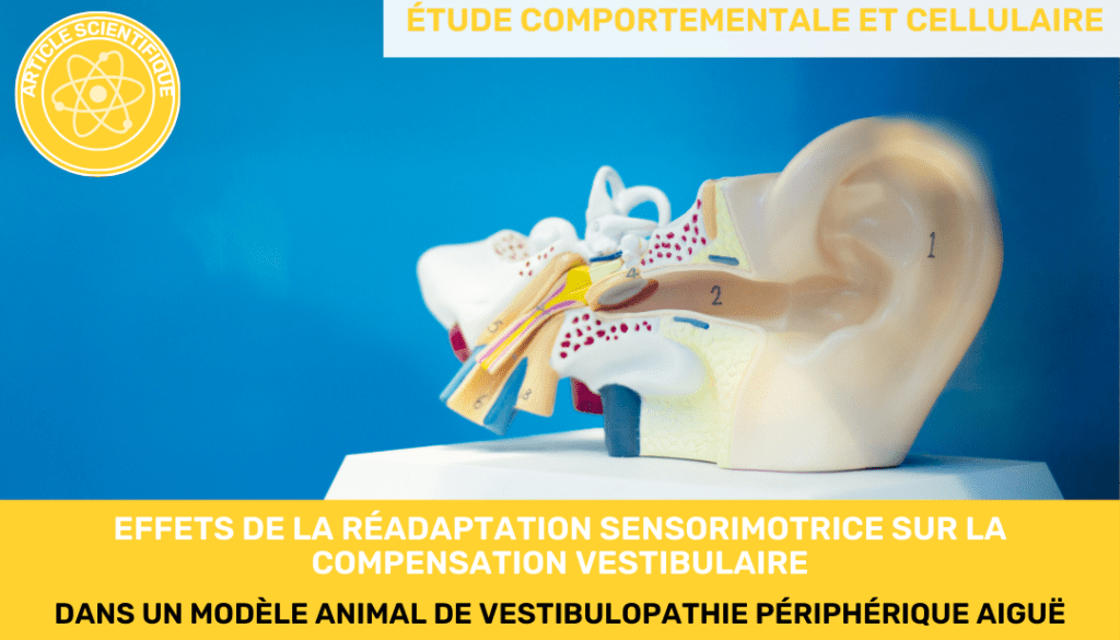 Effets de la réadaptation sensorimotrice sur la compensation vestibulaire dans un modèle animal de vestibulopathie périphérique aiguë étude comportementale et cellulaire