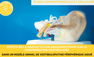 Effets de la réadaptation sensorimotrice sur la compensation vestibulaire dans un modèle animal de vestibulopathie périphérique aiguë étude comportementale et cellulaire
